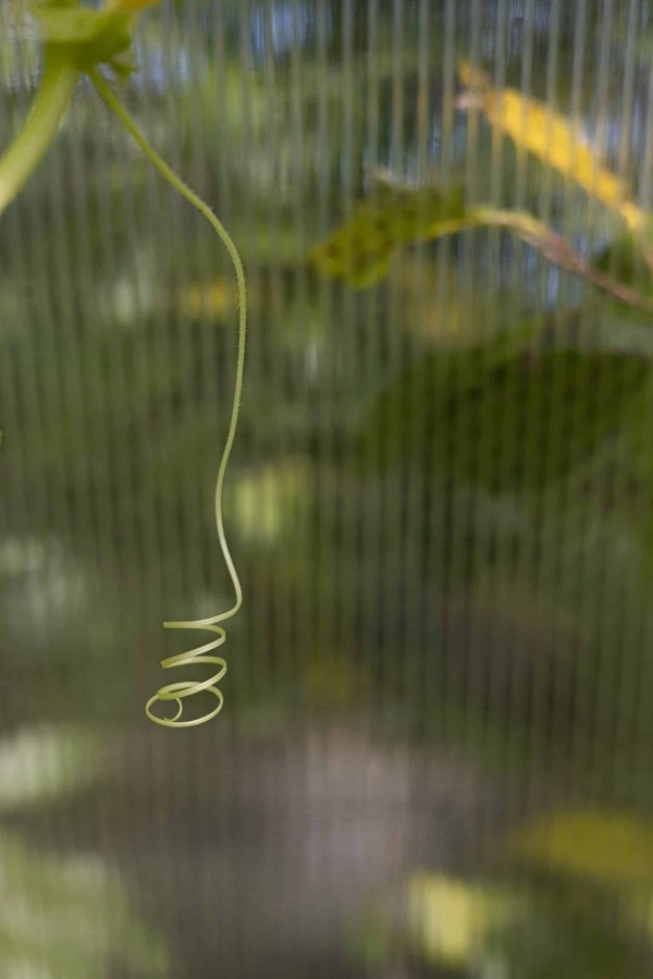 Quali sono i segnali di un buon adattamento di un cucciolo di gatto di razza American Wirehair in una nuova casa?